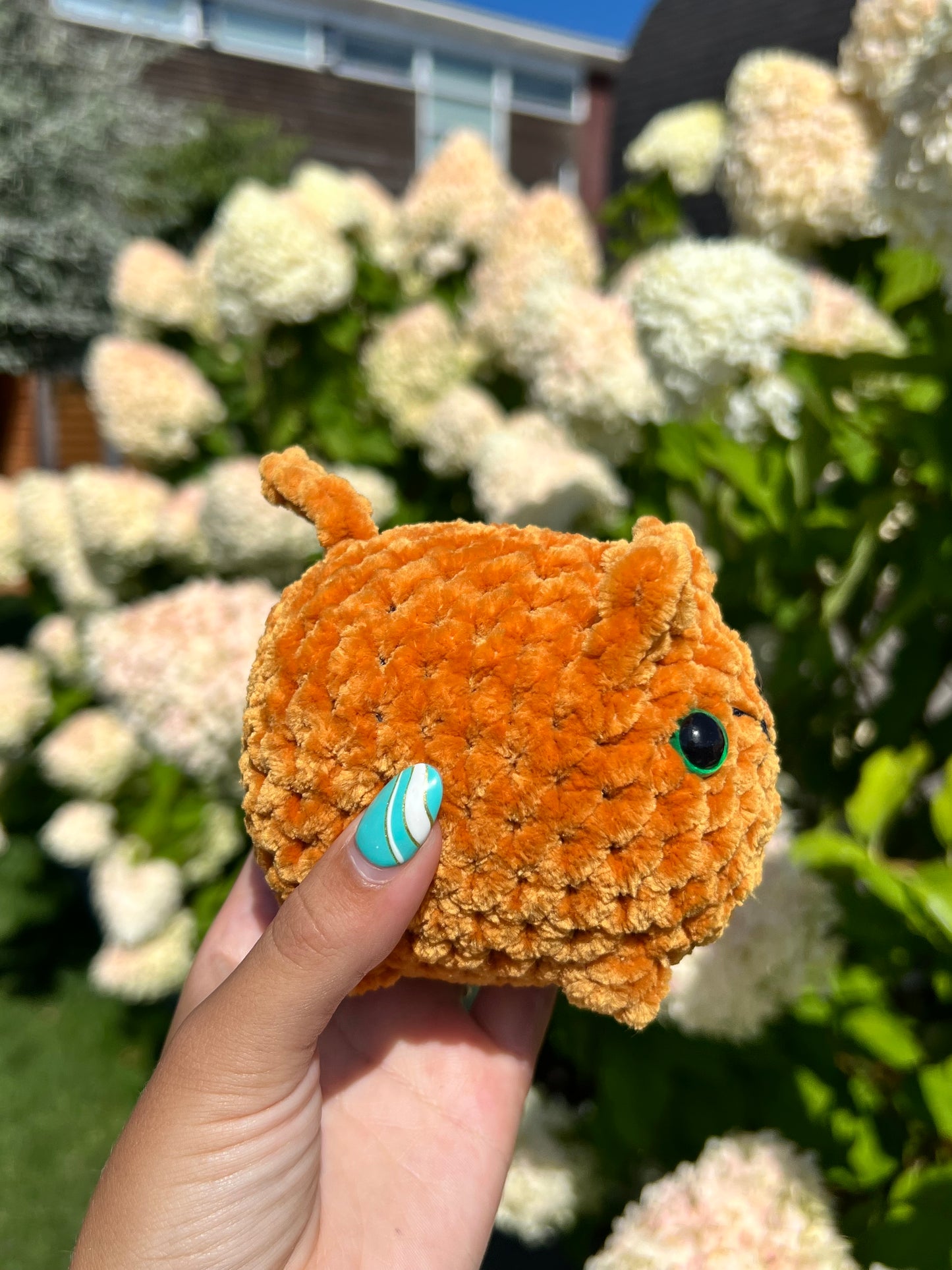 oranje kat