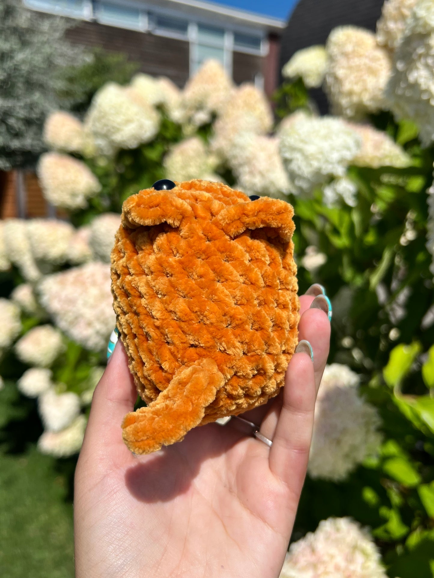 oranje kat
