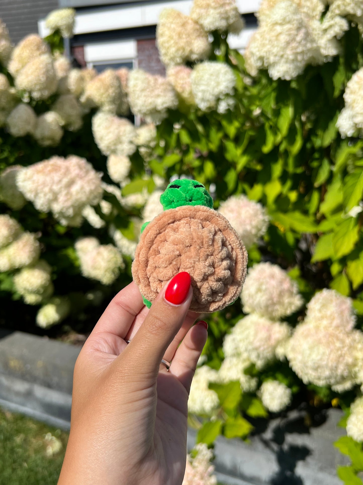 mini schildpad