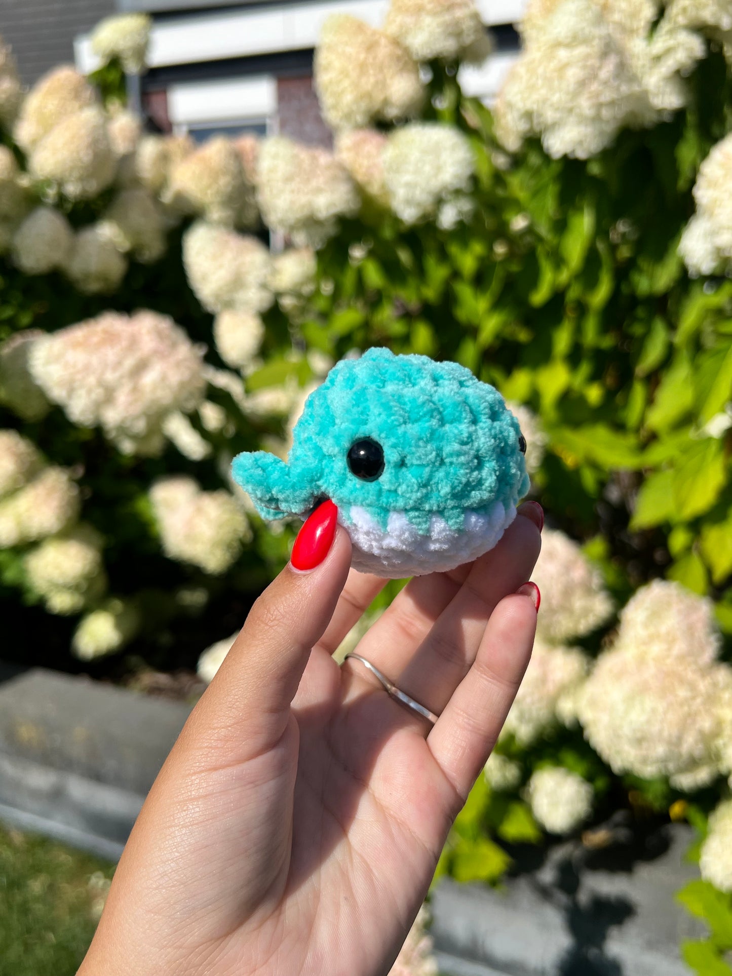 aqua walvis