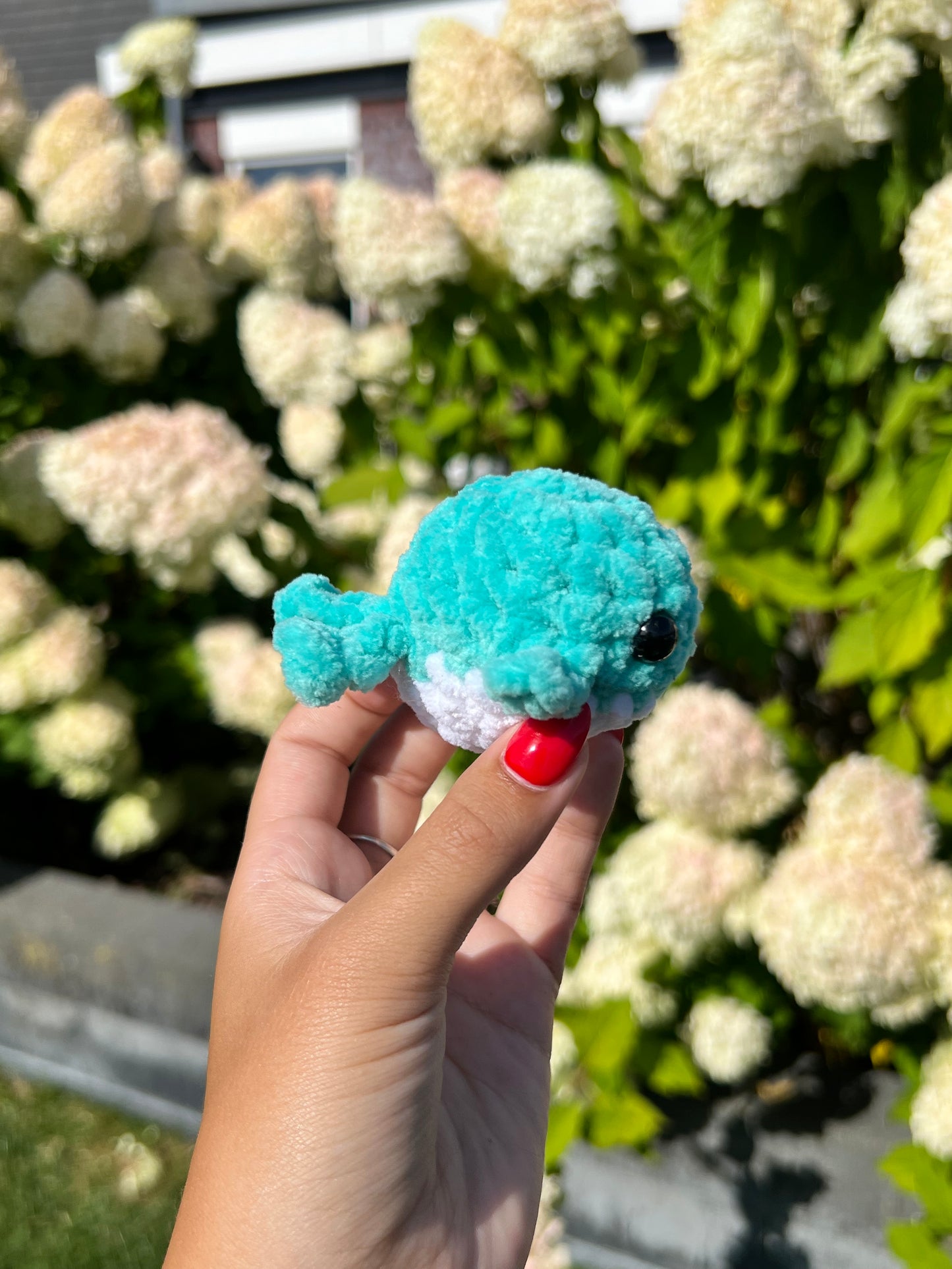 aqua walvis