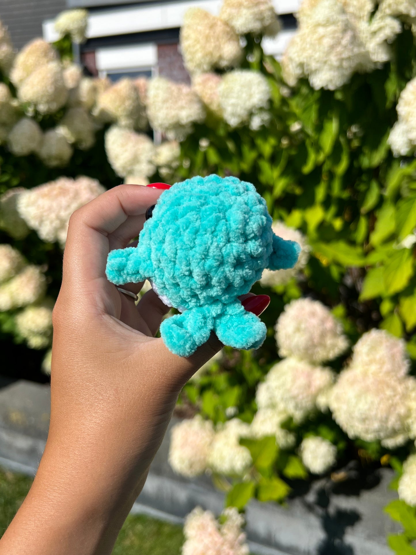 aqua walvis