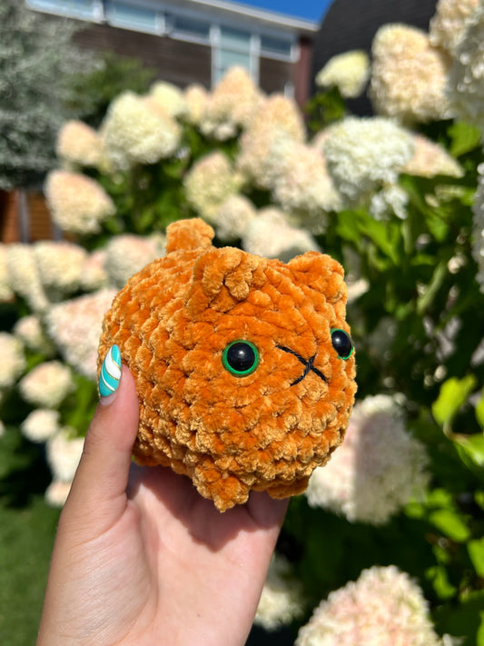 oranje kat