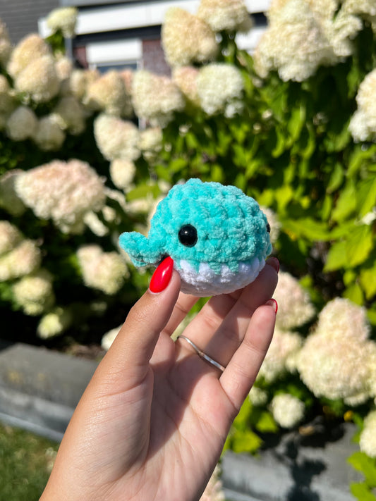 aqua walvis